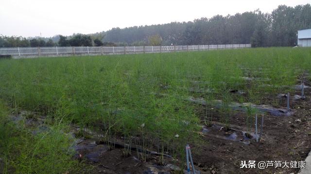 贺超兴：中国设施绿芦笋栽培现状与未来发展前景