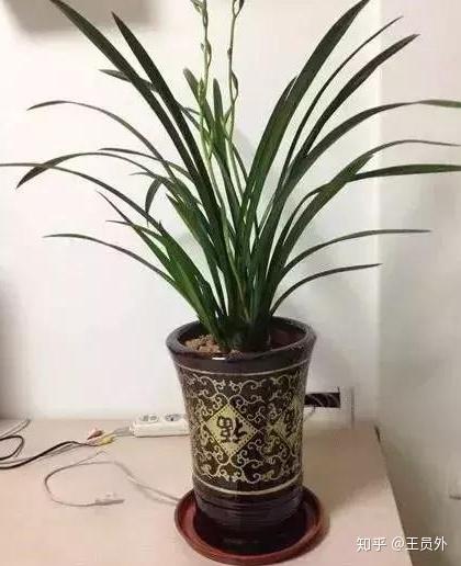 致富兰花养殖人员名单_致富经养兰花视频_兰花养殖致富人