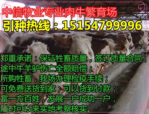 贵州山羊养殖场_贵州山羊养殖致富经_贵州养山羊赚钱吗养多少只合适