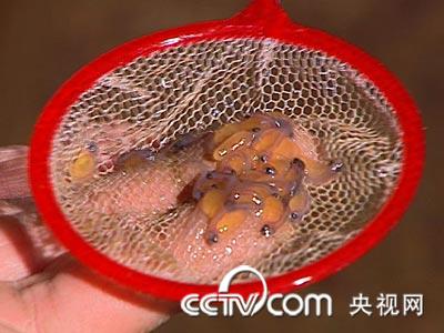 [致富经]白宝海的天价虹鳟鱼(2010.3.16)