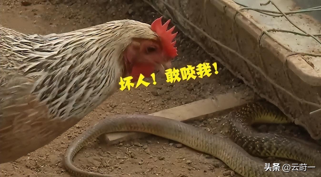致富经 竹林养鸡视频_致富经竹鸡养殖_致富经林下养鸡