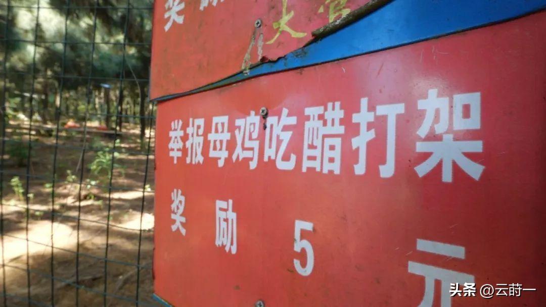 致富经 竹林养鸡视频_致富经竹鸡养殖_致富经林下养鸡