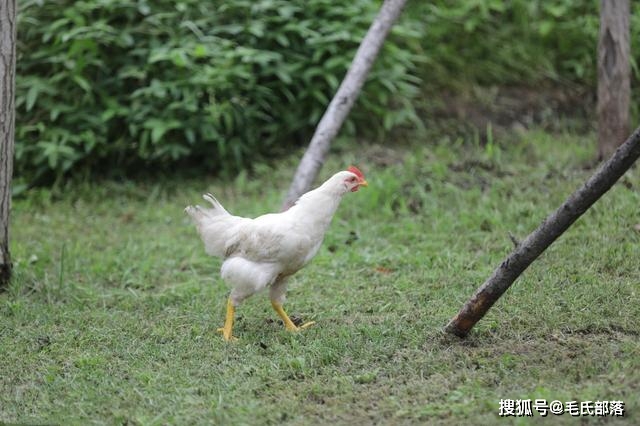 养散养蛋鸡养殖视频_散养蛋鸡配方_散养蛋鸡养殖技术