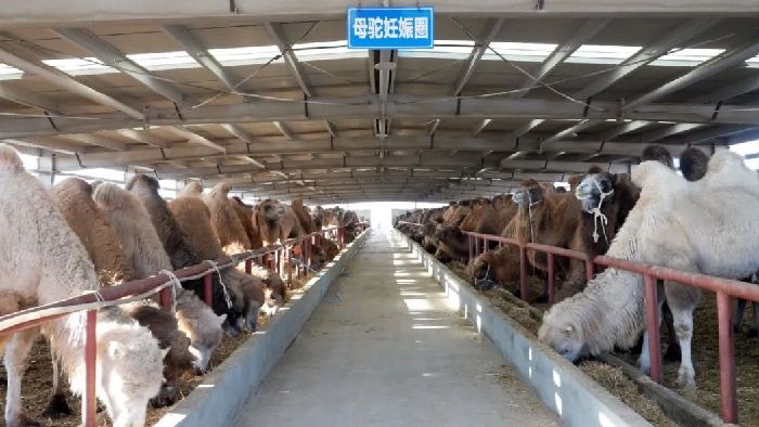 致富养殖视频_养殖致富小白_养殖致富经