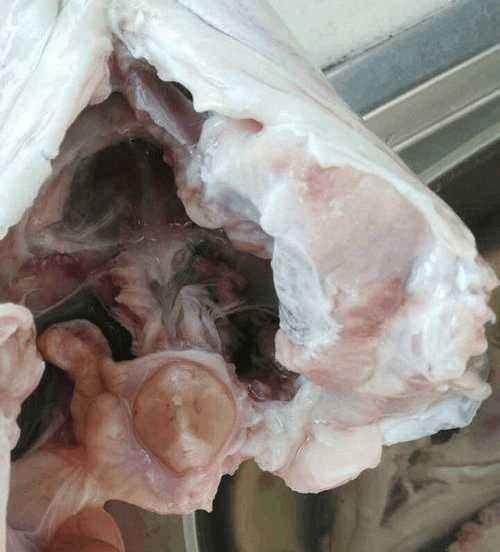 农村常见的“青鱼石”有哪些用途？取出青鱼石后怎么处理？