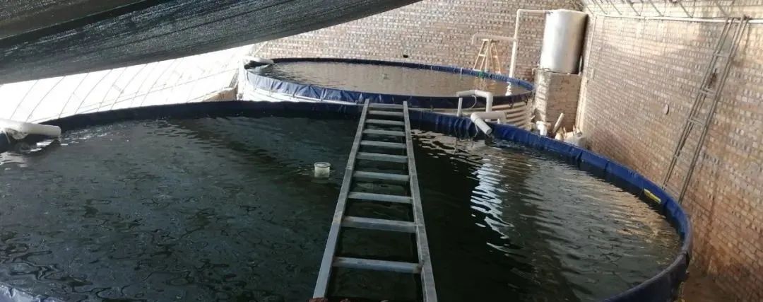 视频养殖大棚黄鳝技术教程_温室大棚养黄鳝视频_大棚养殖黄鳝技术视频