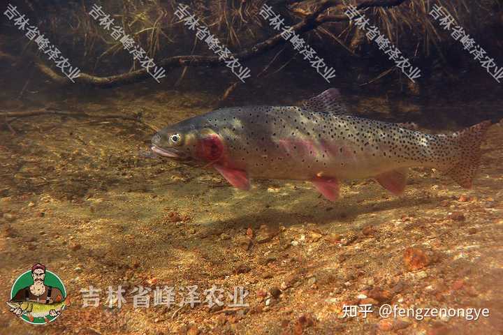 养殖细鳞鱼注意事项，养殖细鳞鱼周期多长，20亩能养多少细鳞鱼?