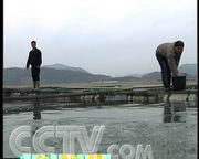 致富经网箱养淡水鱼_淡水养鱼的网箱都有什么样的_淡水鱼网箱养殖