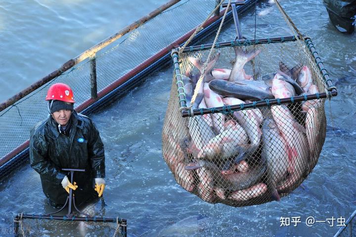 狗鱼的养殖技术_狗鱼在家怎么养_狗鱼饲养