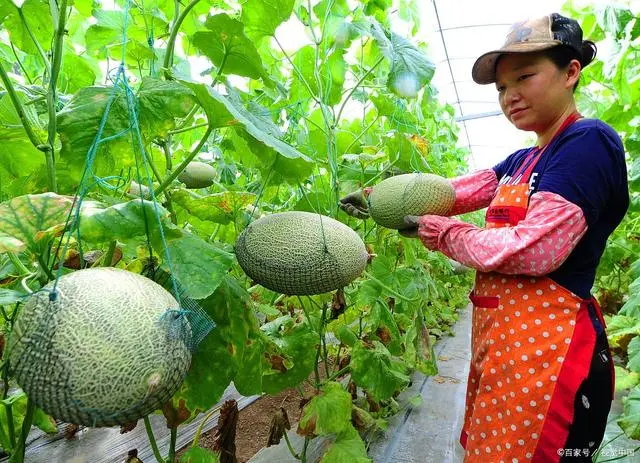 哈密瓜种植技术与管理法视频_哈密瓜的种植技术与栽培_哈密瓜种植技术