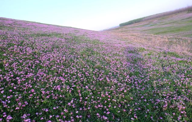 稻田又见紫云英做绿肥，种植需要注意哪些技术环节？