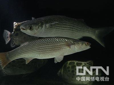 汤清亮养鱼：买海水带来的财富(2011.3.4)
