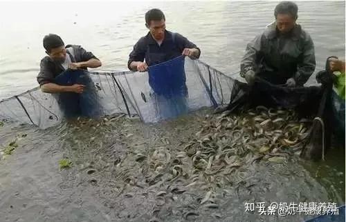 致富养殖业问题有哪些_养殖致富案例_养殖业致富的问题有哪些