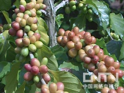 蜜蜂养殖户_养殖蜜蜂致富榜样_蜜蜂养殖技术网