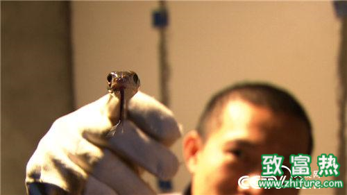 养蛇致富女蛇毒44亿_致富经养蛇徐顺富_2016致富经养蛇