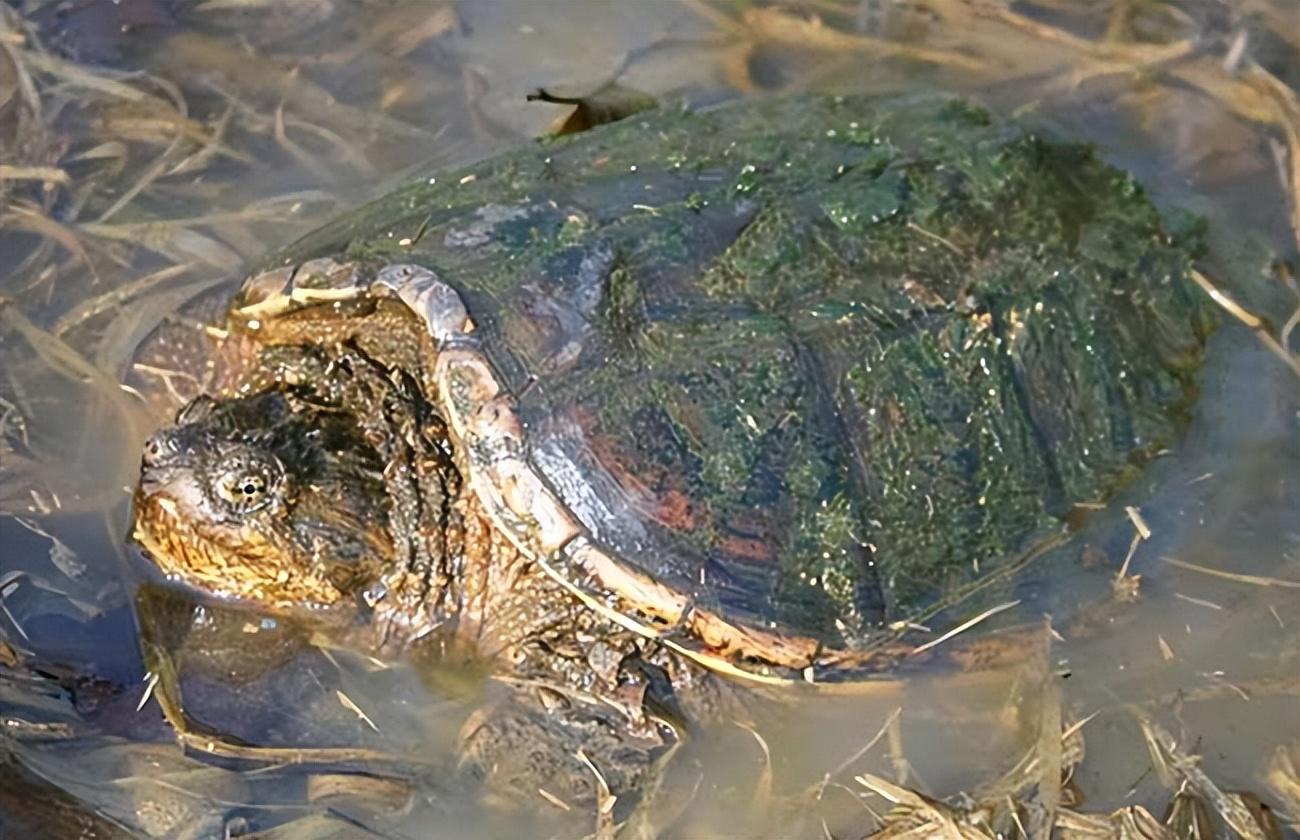 致富经大棚养猪新招赚钱_养殖大棚致富项目_致富养殖大棚项目介绍