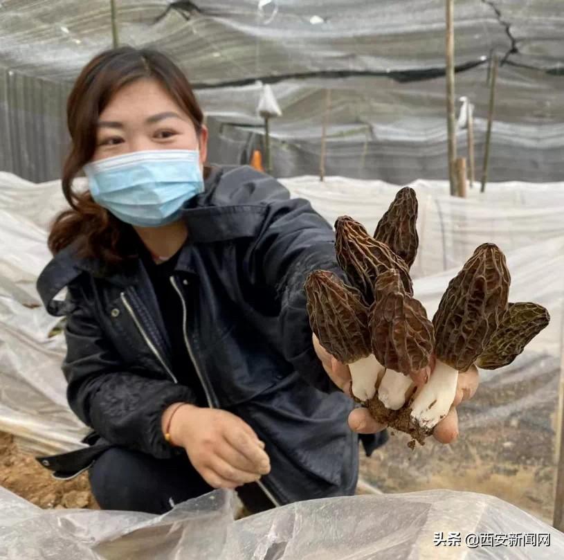 致富经种羊肚菌视频_种羊肚菌骗局_致富经种羊肚菌三个月