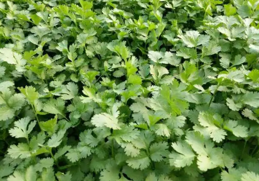 导读：马上立秋了，现在可以种植香菜了吗？香菜播种后出芽率低咋解决？