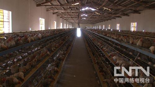 致富经cctv7养鸡视频全集_农业节目致富经养殖鸡视频_致富经养鸡节目