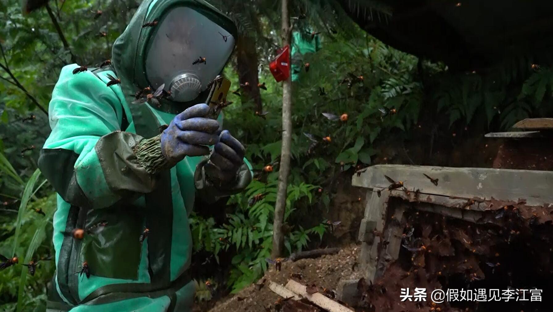 胡蜂养殖前景_致富经胡蜂养殖_胡蜂养殖致富案例