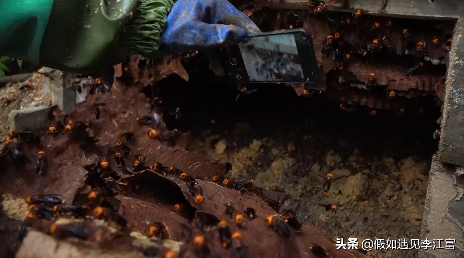 胡蜂养殖致富案例_胡蜂养殖前景_致富经胡蜂养殖