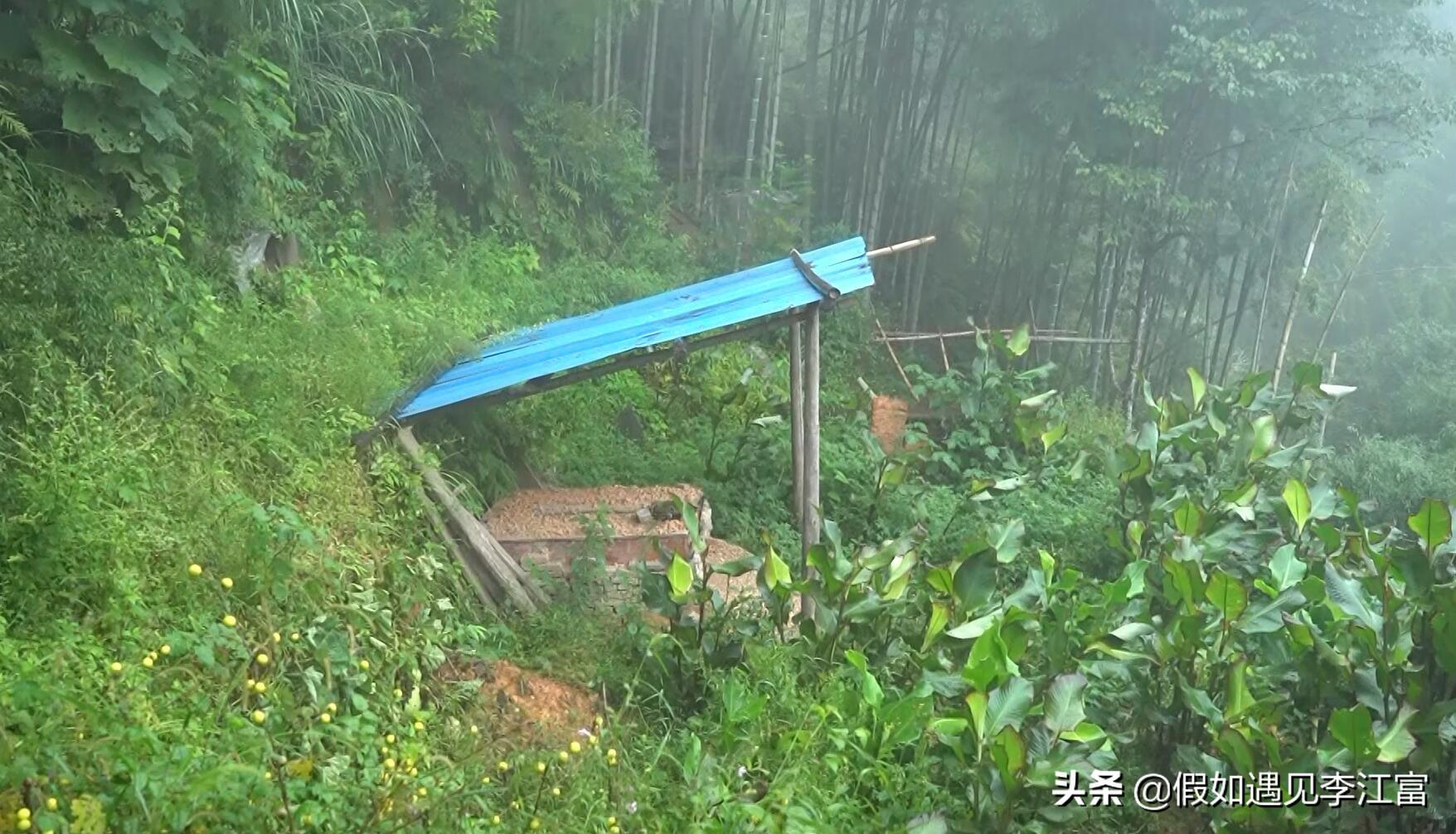 胡蜂养殖致富案例_致富经胡蜂养殖_胡蜂养殖前景