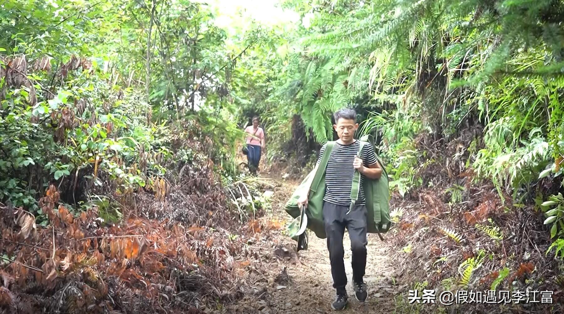 胡蜂养殖前景_致富经胡蜂养殖_胡蜂养殖致富案例