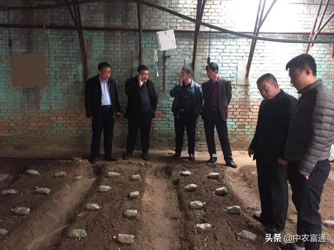 国外种植羊肚菌技术_中国羊肚菌栽培高产新技术书_羊肚菌种植机器