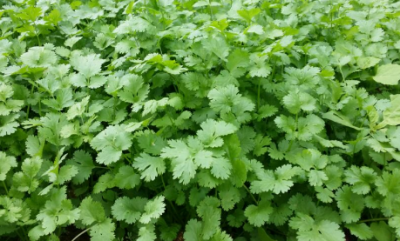 秋季香菜种植技术_秋季香菜种植技术视频_秋季香菜种植技术要点