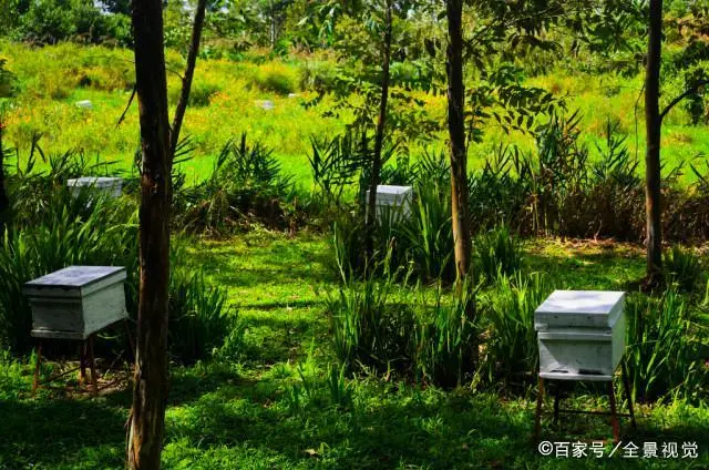 南方养殖蜜蜂视频_蜜蜂养殖方案_南方蜜蜂渡夏养殖技术