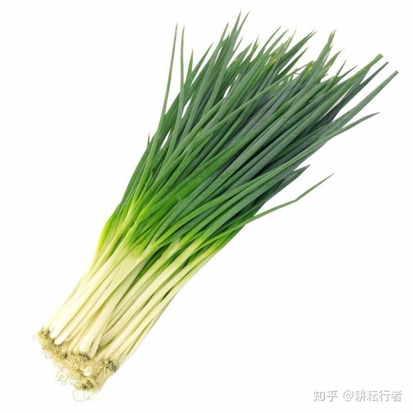 大葱种植生长手册