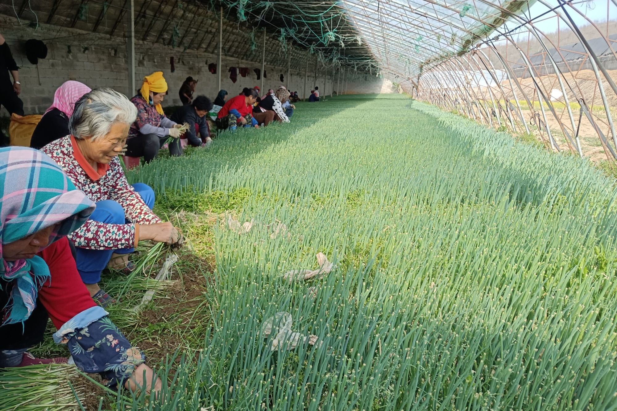 农场大葱种植致富_农民种大葱_致富农场大葱种植视频