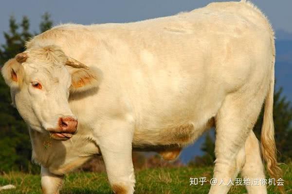 肉牛养殖致富经_养牛视频致富经_养殖肉牛致富视频