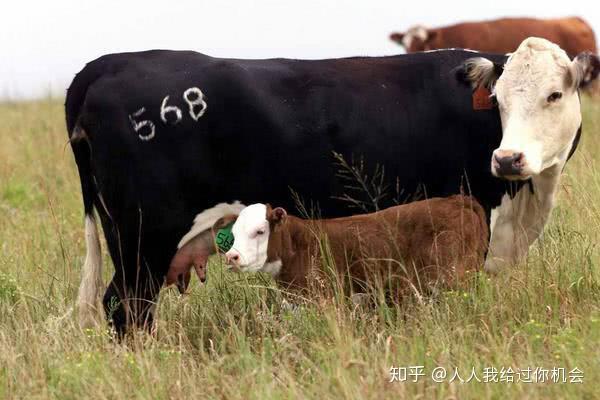 养殖肉牛致富视频_养牛视频致富经_肉牛养殖致富经