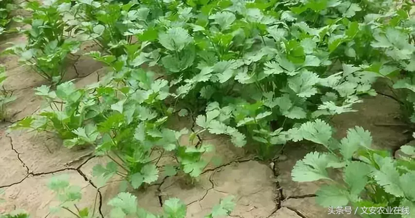 秋季这样种香菜，产量高而且还好卖！