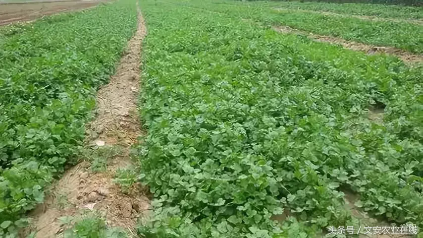 秋季香菜怎么种植_秋季香菜种植技术要点_秋季香菜种植技术