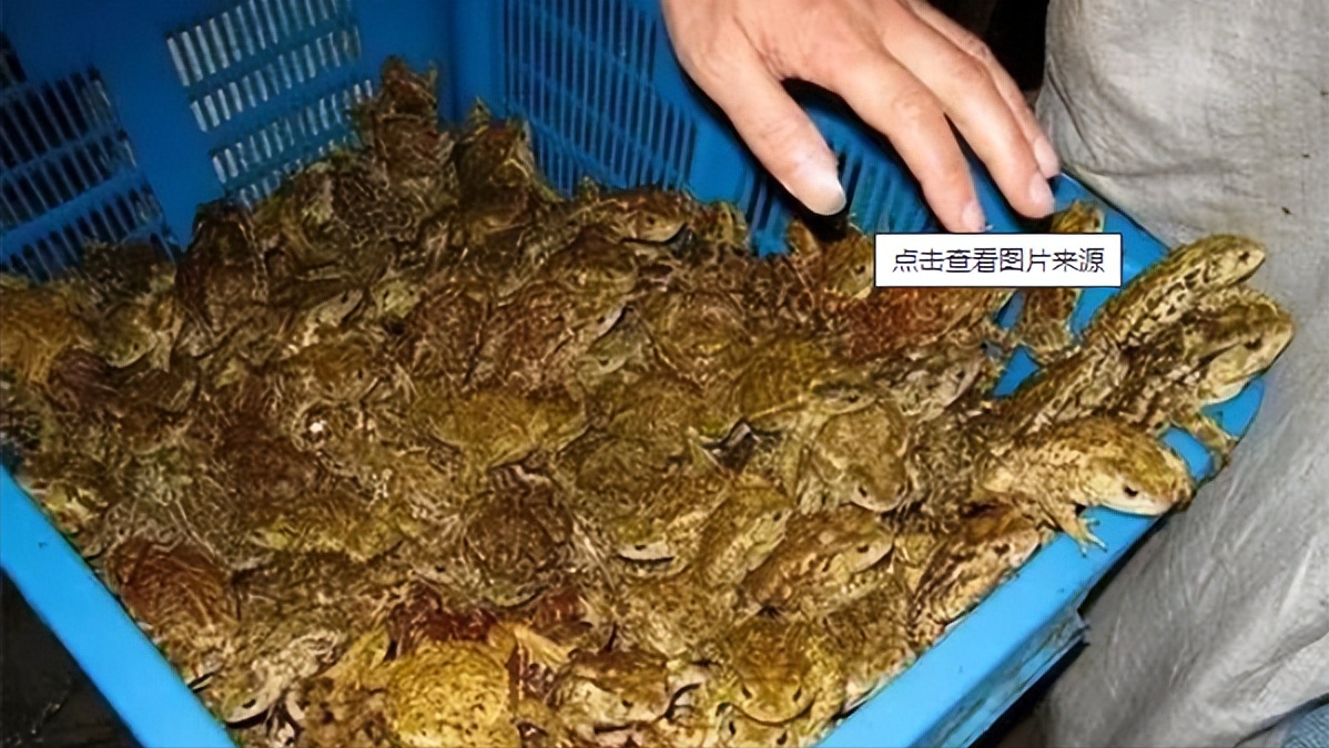 农村致富新项目养殖_农村致富养殖业_农民致富养殖业