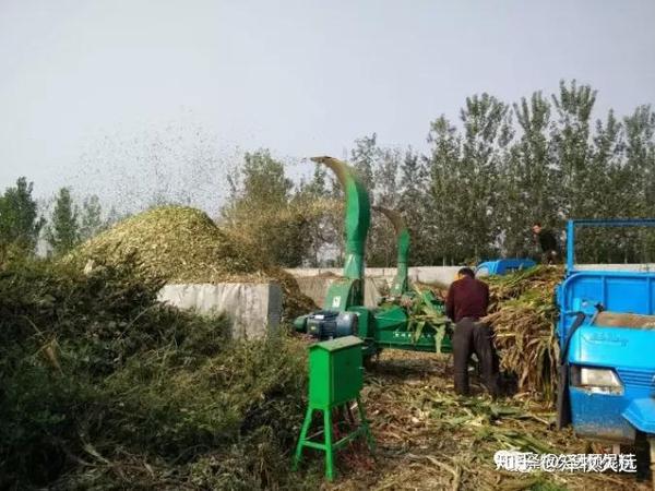 玉米种植标准青贮技术指标_青贮玉米种植技术标准_玉米种植标准青贮技术要点