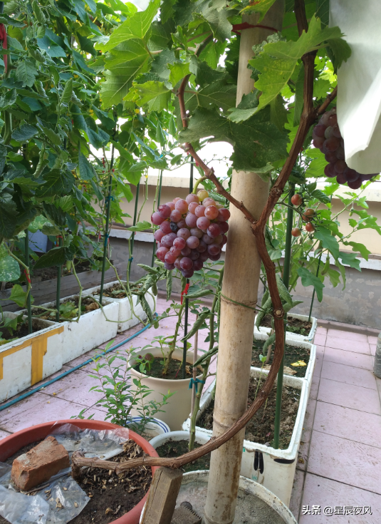 树葡萄如何种植技术_种植葡萄树技术要点_种植葡萄树技术要求