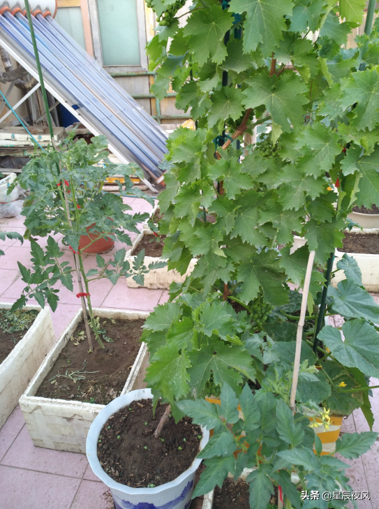 种植葡萄树技术要点_种植葡萄树技术要求_树葡萄如何种植技术