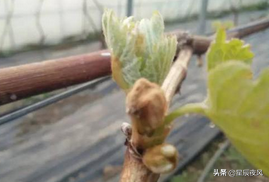 种植葡萄树技术要点_种植葡萄树技术要求_树葡萄如何种植技术