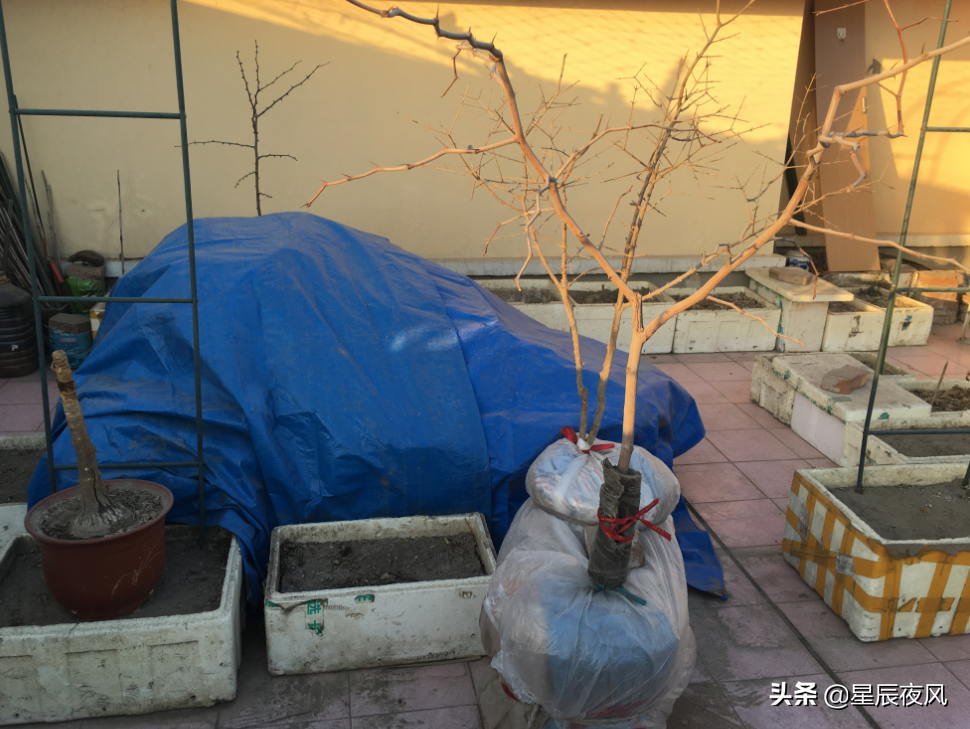 种植葡萄树技术要点_种植葡萄树技术要求_树葡萄如何种植技术