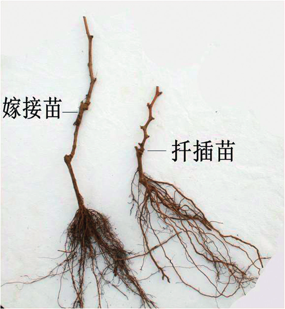 树葡萄如何种植技术_种植葡萄树技术要点_种植葡萄的技术