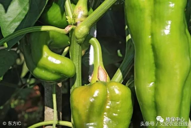 冬季青椒种植技术和管理_冬季怎样种植青椒_冬季种植青椒技术