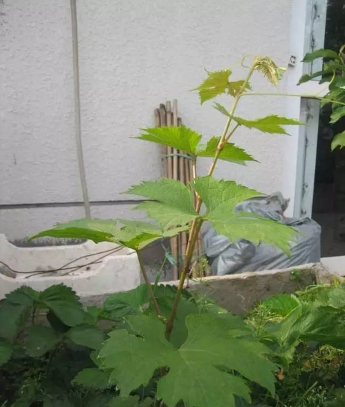 树葡萄如何种植技术_种植葡萄树的方法_种植葡萄树技术与管理