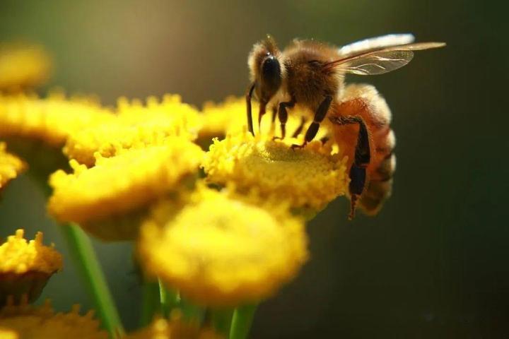 蜜蜂养殖技术和方法