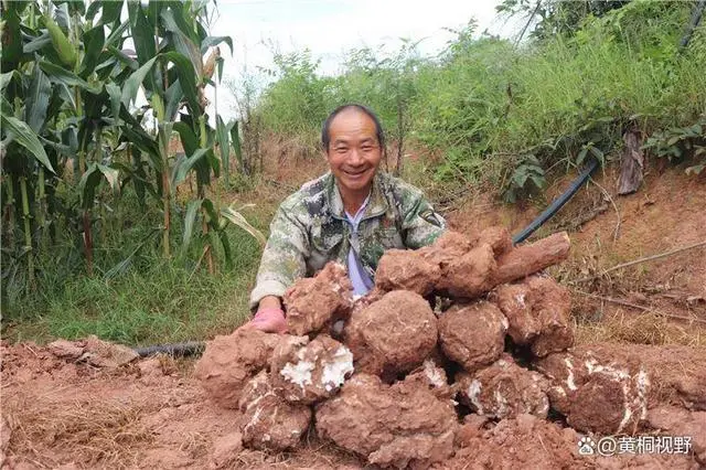 种植茯苓树头技术视频_树桩种植茯苓成本_茯苓树头种植技术