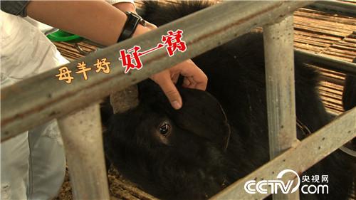 海归小伙发羊财 从7.5万元买一只羊开始(2016.11.29)