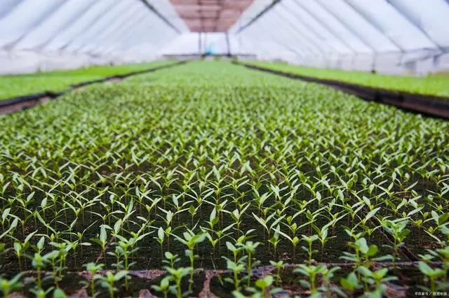 「种植技术」空心菜大棚种植的适宜时间和种植方法
