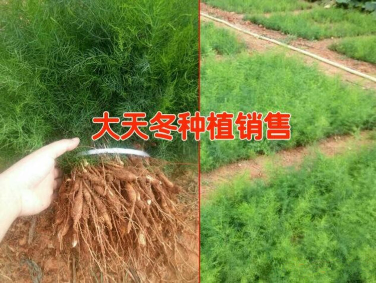 致富种植麦冬视频_种植麦冬致富_种植麦冬的前景如何